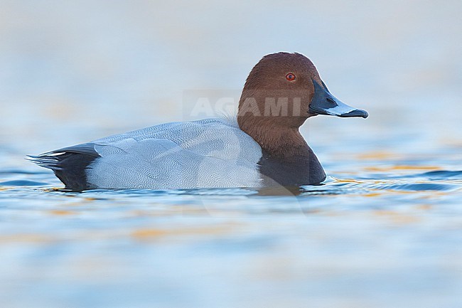 Common Pochard (Ayhtya ferina), side view of an adult male swimming in the water, Campania, Italy stock-image by Agami/Saverio Gatto,