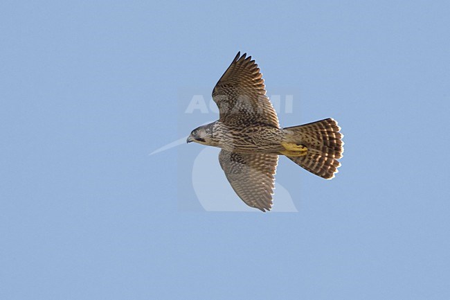 Pellegrino; Peregrine; Falco peregrinus stock-image by Agami/Daniele Occhiato,