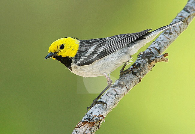 Adult male
Sierra Co., CA
June 2008 stock-image by Agami/Brian E Small,