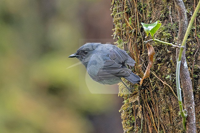 Ashy Robin (Heteromyias albispecularis) in West Papua, Indonesia. Also known as the black-cheeked robin. stock-image by Agami/Pete Morris,