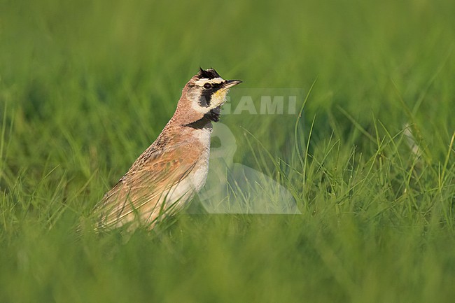 Adult male
Weld Co., CO
June 2023 stock-image by Agami/Brian E Small,