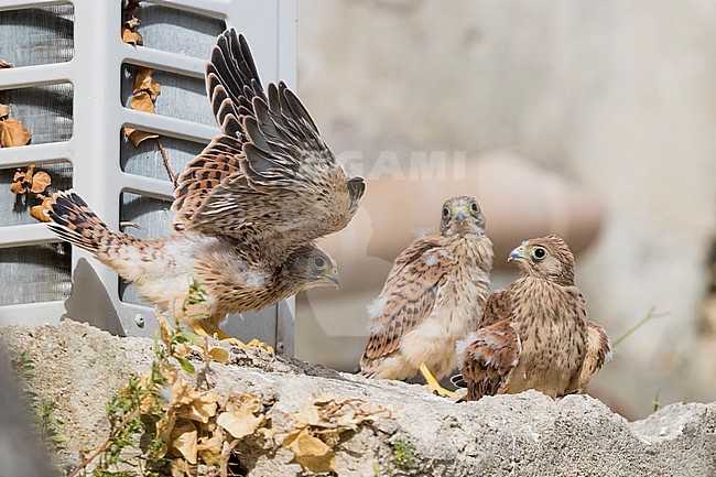 Lesser Kestrel (Falco naumanni), three chicks out of the nest in Matera stock-image by Agami/Saverio Gatto,