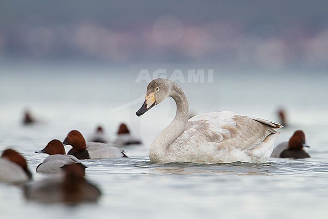 Whooper Swan - Singschwan - Cygnus cygnus, Switzerland, 2nd cy stock-image by Agami/Ralph Martin,