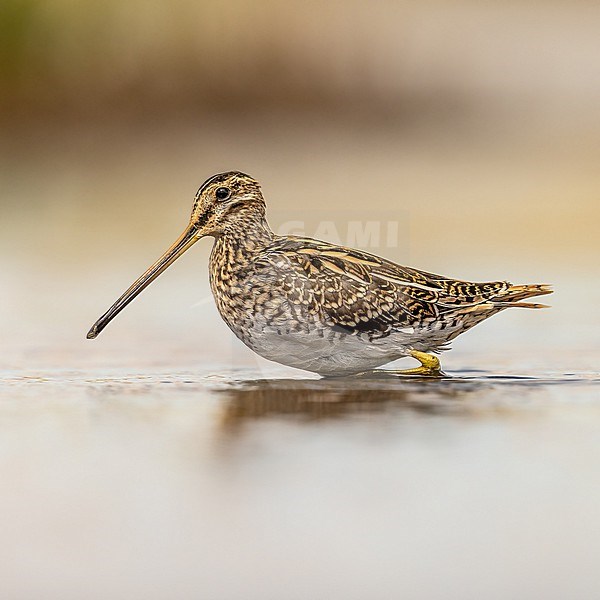 Portrait of a (Common) Snipe stock-image by Agami/Onno Wildschut,