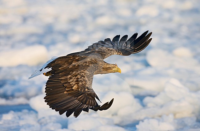 Zeearend, White-tailed, Eagle stock-image by Agami/Marc Guyt,