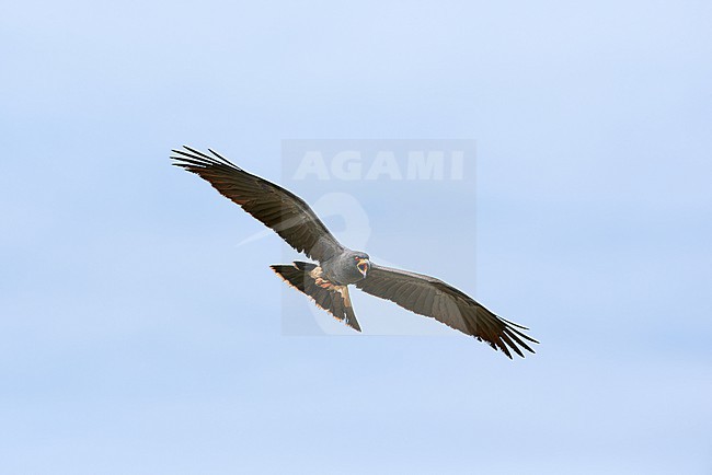 Male Snail Kite (Rostrhamus sociabilis) calling and flying against a blue sky as a background, Argentina stock-image by Agami/Tomas Grim,