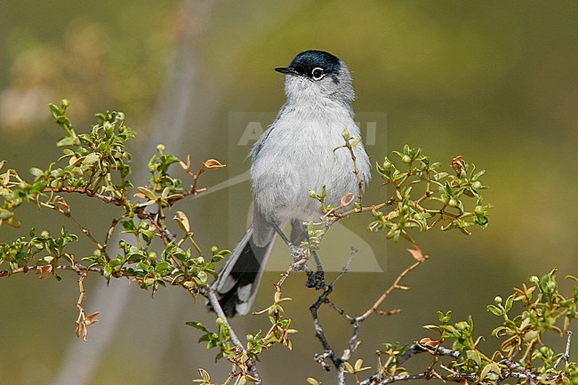 Adult male breeding
Pima Co., AZ
April 2006 stock-image by Agami/Brian E Small,