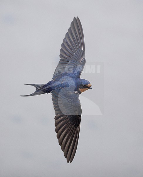 Boerenzwaluw ssp erythrogaster, Barn Swallow ssp erythrogaster stock-image by Agami/Mike Danzenbaker,