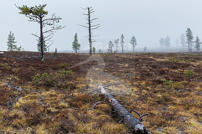 Kaunispää  Hill, bogs in a foggy weather stock-image by Agami/Saverio Gatto,