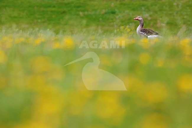 grauwe gans tussen paardenbloemen; Grey Goose among dandelions stock-image by Agami/Chris van Rijswijk,