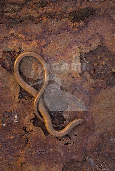 Hazelworm, Slow Worm stock-image by Agami/Danny Green,