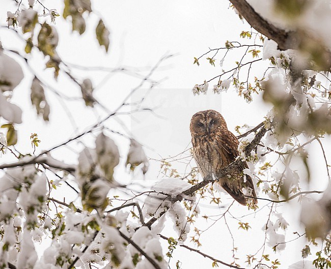 Tawny Owl,  Strix aluco willkonskii/ sanctinicolai, n Iran. stock-image by Agami/Pete Morris,