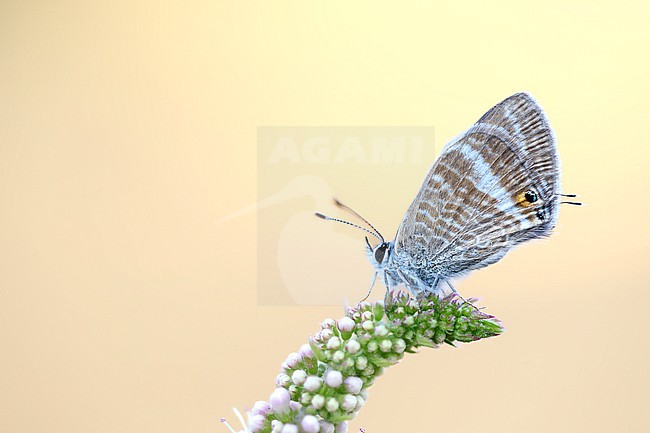 Long-tailed Blue feeding on Round Leaved Mint stock-image by Agami/Wil Leurs,