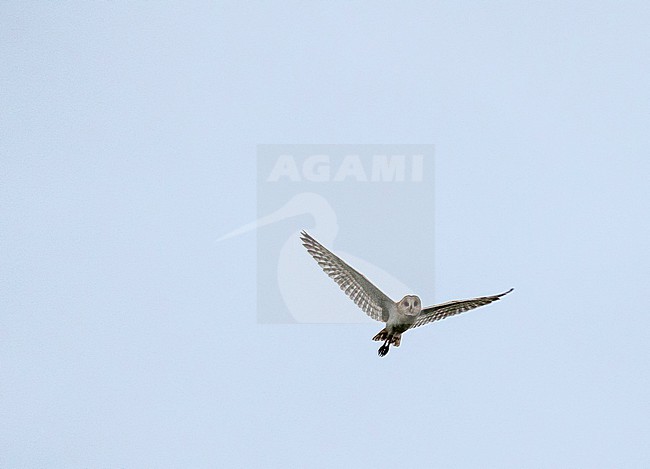 Eastern Grass Owl, Tyto longimembris, in the Philippines. stock-image by Agami/Pete Morris,
