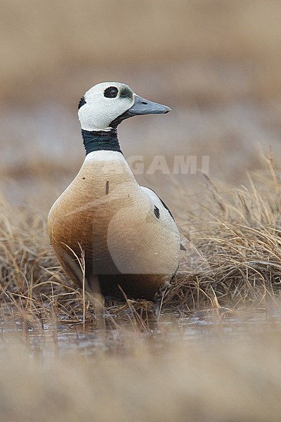 Adult male 
Barrow, AK 
June 2010 stock-image by Agami/Brian E Small,