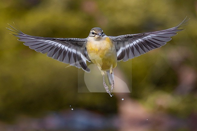 Grey Wagtail (Motacilla cinerea) in Italy. stock-image by Agami/Daniele Occhiato,