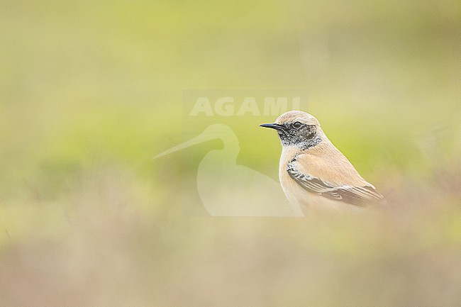  stock-image by Agami/Menno van Duijn,
