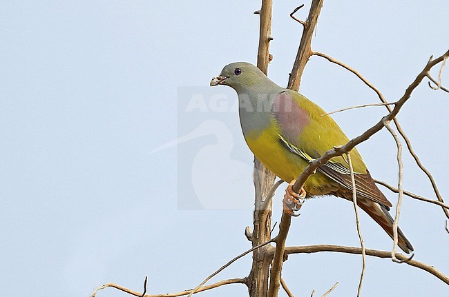 The Bruce's Green Pigeon (Treron waalia) occurs from Gambia to Oman. stock-image by Agami/Eduard Sangster,