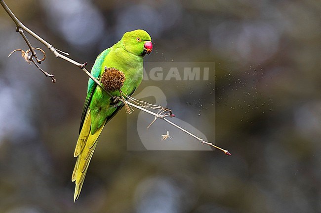 Rose-ringed parakeet (Psittacula krameri) in Italy. Also known as the ring-necked parakeet, ringneck parrot (in aviculture) or the Kramer parrot. stock-image by Agami/Daniele Occhiato,