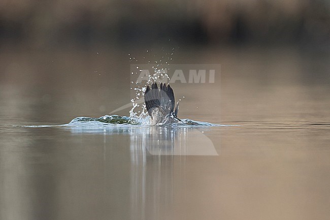 Common Goldeneye - Schellente - Bucephala clangula ssp. clangula, Germany, adult female stock-image by Agami/Ralph Martin,