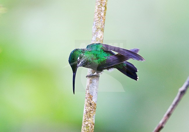 Groenkruinbrilliantkolibrie in zit; Green-crowned Brilliant perched stock-image by Agami/Marc Guyt,
