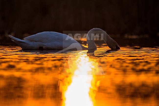 Mute Swan (Cygnus olor) swimming in a lake in the Danube delta in Romania. Photographed with backlight. stock-image by Agami/Oscar Díez,