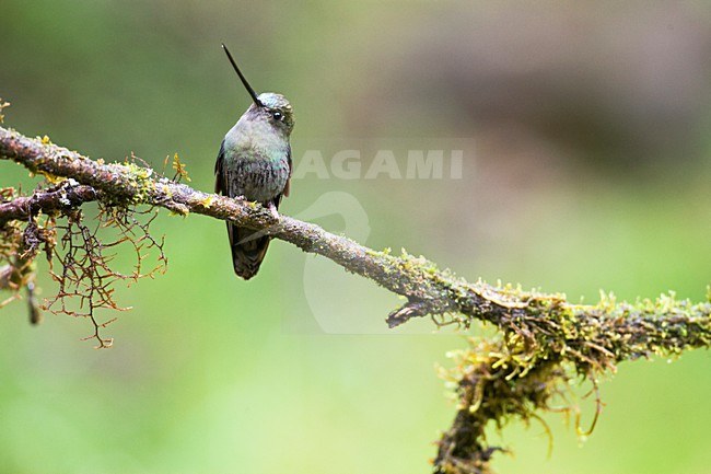 Groenvoorhoofdlancetkolibrie op tak; Green-fronted Lancebill perched stock-image by Agami/Marc Guyt,