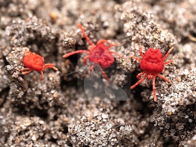 A species of mite stock-image by Agami/Arnold Meijer,