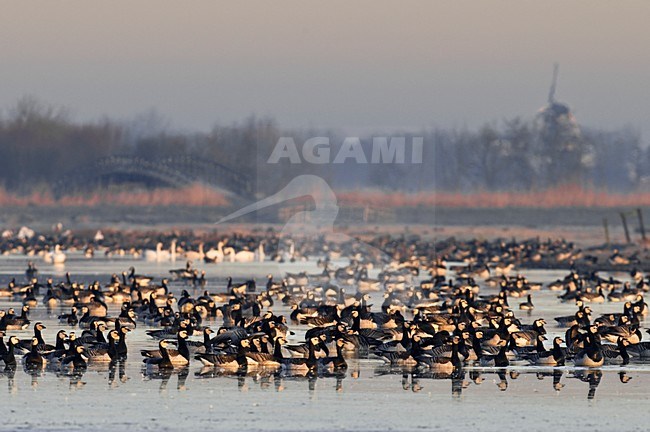 Groep Brandganzen in de polder; Group of Barnacle Geese in polder stock-image by Agami/Hans Gebuis,