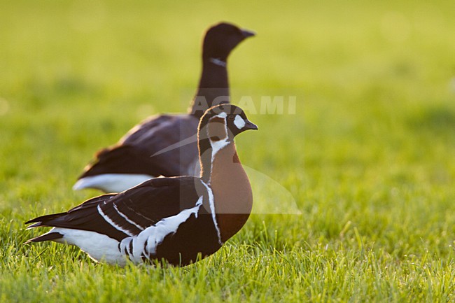 Roodhalsgans in weiland, Red-breasted Goose in meadow stock-image by Agami/Menno van Duijn,