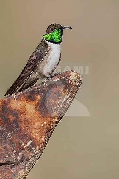 Andean Hillstar (Oreotrochilus estella) Perched on a rock  in Argentina stock-image by Agami/Dubi Shapiro,