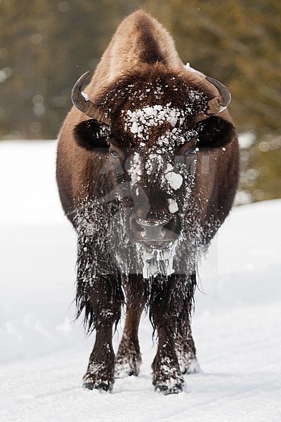 Amerikaanse bizon staand in sneeuw; American bison standing in snow stock-image by Agami/Caroline Piek,