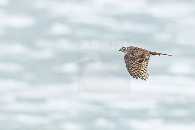 Sperwer, Eurasian Sparrowhawk, Accipiter nisus stock-image by Agami/Menno van Duijn,