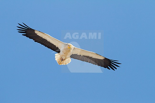 Egyptian Vulture - Schmutzgeier - Neophron percnopterus ssp. percnopterus, Oman, adult stock-image by Agami/Ralph Martin,