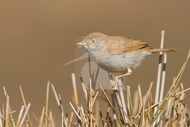 African Desert Warbler - SaharagrasmÃ¼cke - Curruca deserti, Morocco stock-image by Agami/Ralph Martin,