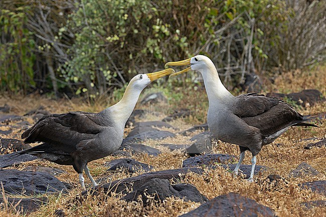 Adult Waved Albatrosses (Phoebastria irrorata) on the Galapagos Islands, part of the Republic of Ecuador. Displaying birds. stock-image by Agami/Pete Morris,