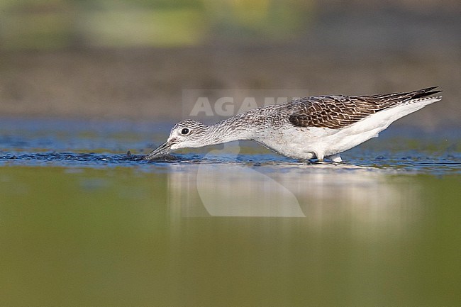 Greenshank (Tringa nebularia), side view of an adult catching fish in a pond, Campania, Italy stock-image by Agami/Saverio Gatto,