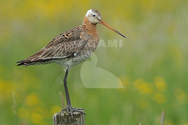 Black-tailed Godwit  (Limosa limosa). This bird is aberrant with his white head. Every year he breads in the same meadow near Twisk, Noord Holland stock-image by Agami/Renate Visscher,