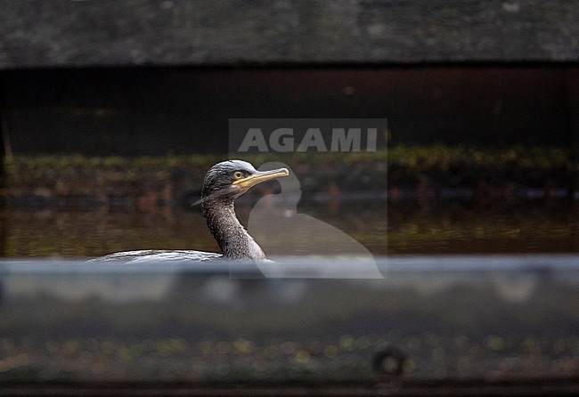 First-winter European Shag (Phalacrocorax aristotelis) wintering on inland location in the Netherlands.  Swimming in a man made water way. stock-image by Agami/Edwin Winkel,