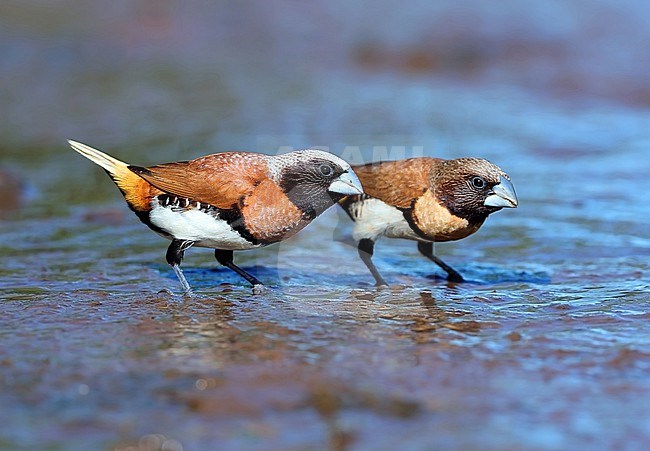 Chestnut-breasted Mannikin, Lonchura castaneothorax , at Papeete - French Polynesia. Two Mannikins drinking. stock-image by Agami/Aurélien Audevard,