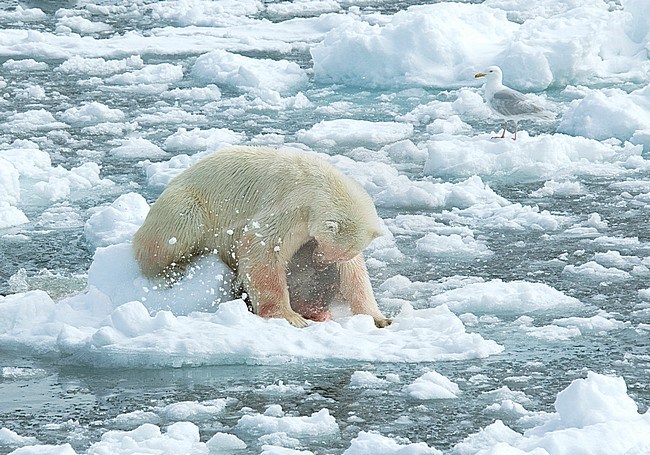 Polar bear (Ursus maritimus) with dead seal and trying to pull it out of the water stock-image by Agami/Roy de Haas,