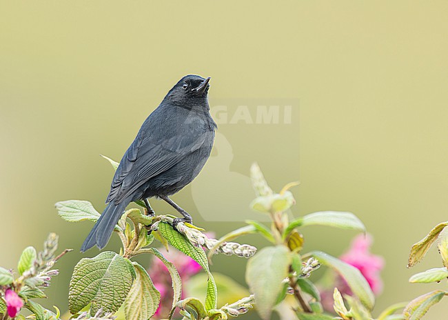 Black Flowerpiercer (Diglossa humeralis aterrima) (subspecies) perched on a branch in Quito, Ecuador, South-America. stock-image by Agami/Steve Sánchez,