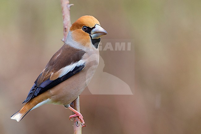  stock-image by Agami/Saverio Gatto,