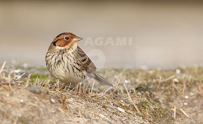 Dwerggors, Little Bunting, Emberiza pusilla stock-image by Agami/Arie Ouwerkerk,
