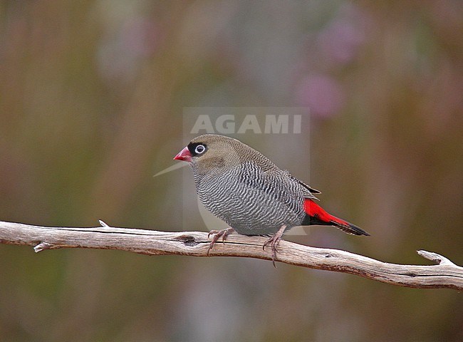 Beautiful Firetail (Stagonopleura bella) in Southern Australia. stock-image by Agami/Pete Morris,