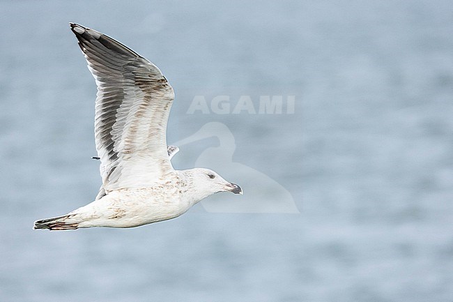  stock-image by Agami/Menno van Duijn,