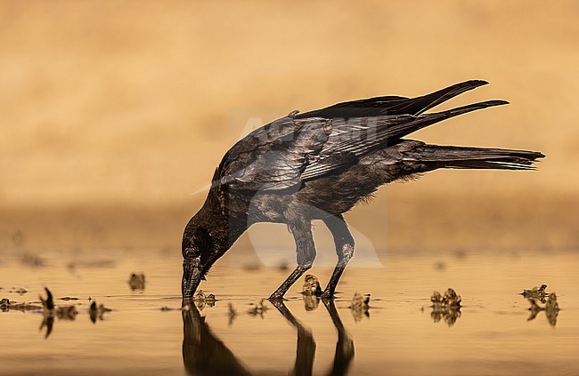 Carion Crow at sunset in a puddle at the steppe. stock-image by Agami/Onno Wildschut,