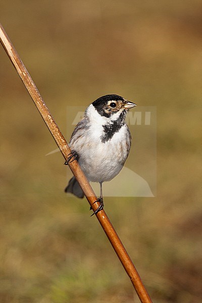 Male Common Reed Bunting (Emberiza schoeniclus) wintering in Spain. stock-image by Agami/Oscar Díez,