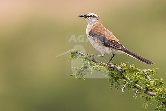 Brown-backed Mockingbird (Mimus dorsalis) Perched on a branch in Argentina stock-image by Agami/Dubi Shapiro,
