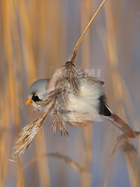 Bearded Tit male in reed; Baardman man in riet stock-image by Agami/Markus Varesvuo,